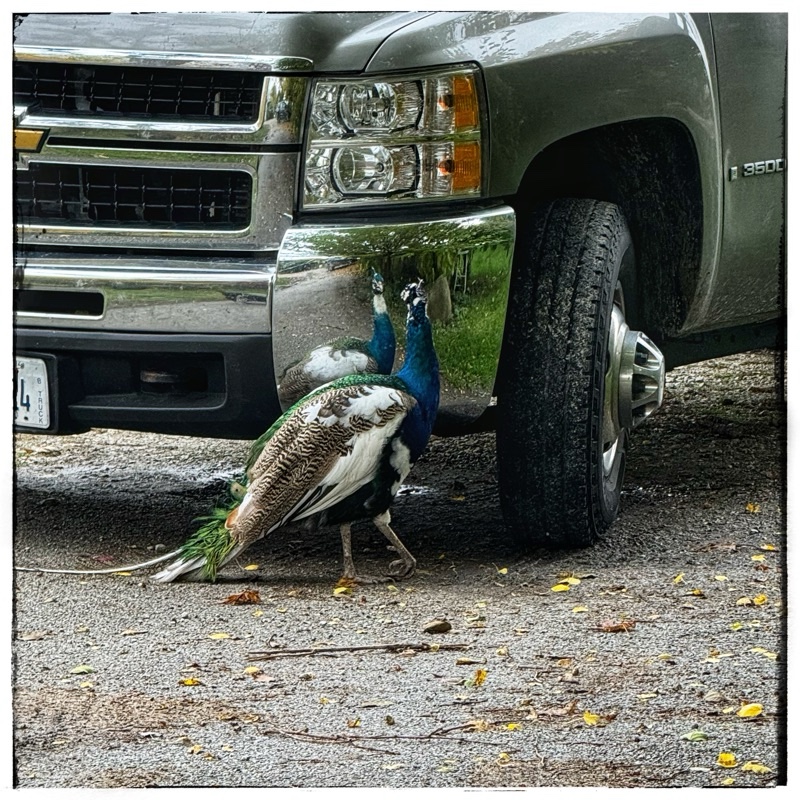 Peacock looking at his own reflection 