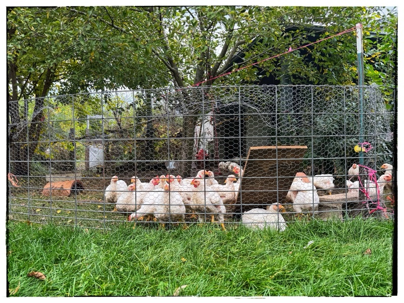 Free range meat chickens 