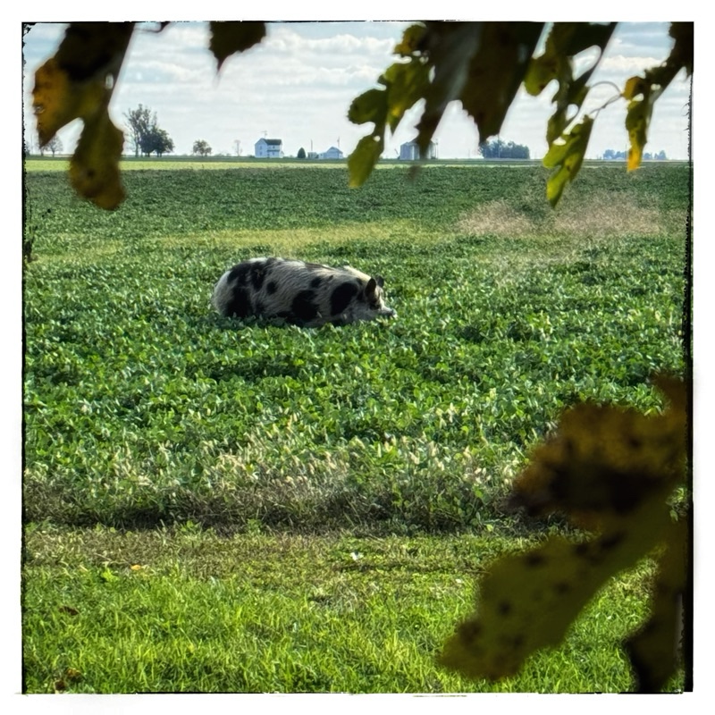 Kunekune grazing in field of clover