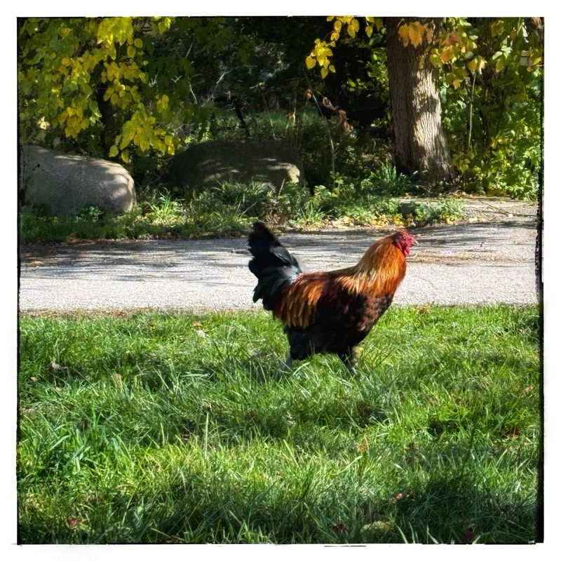 Rooster in garden 