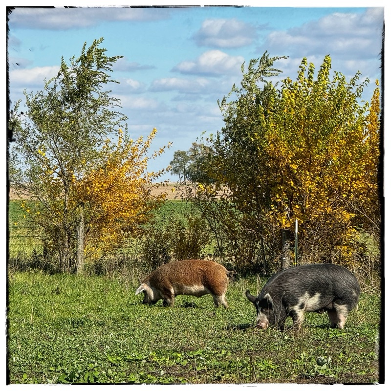 Two mature hogs grazing in field 