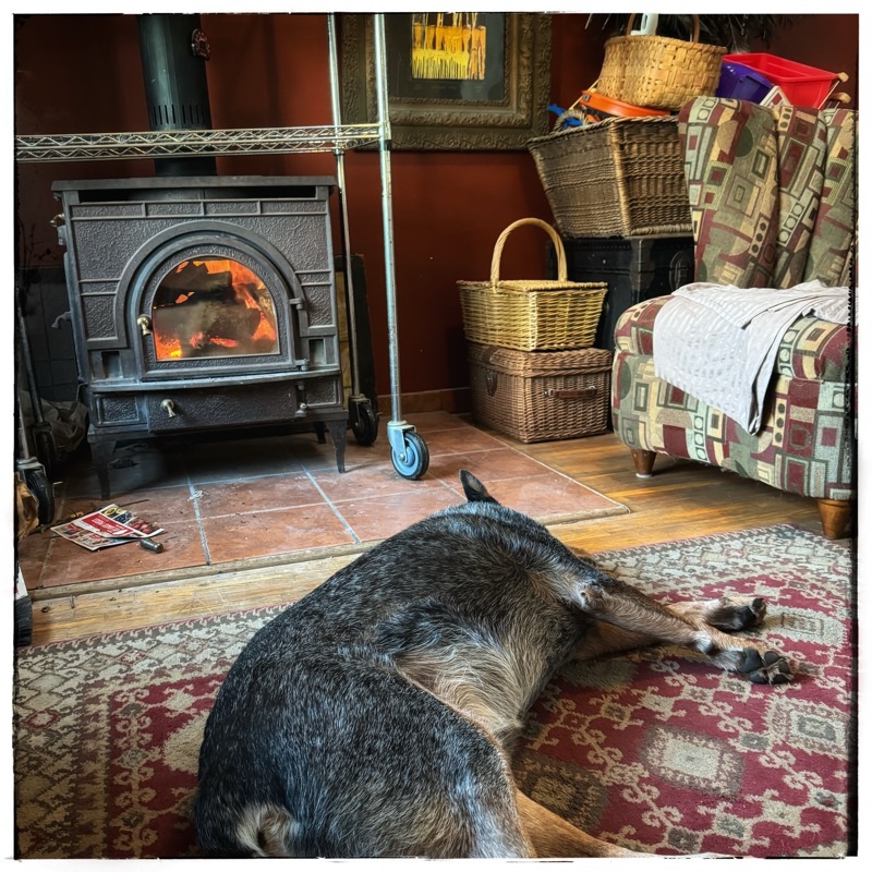 Dog sleeping in front of fire in messy lounge