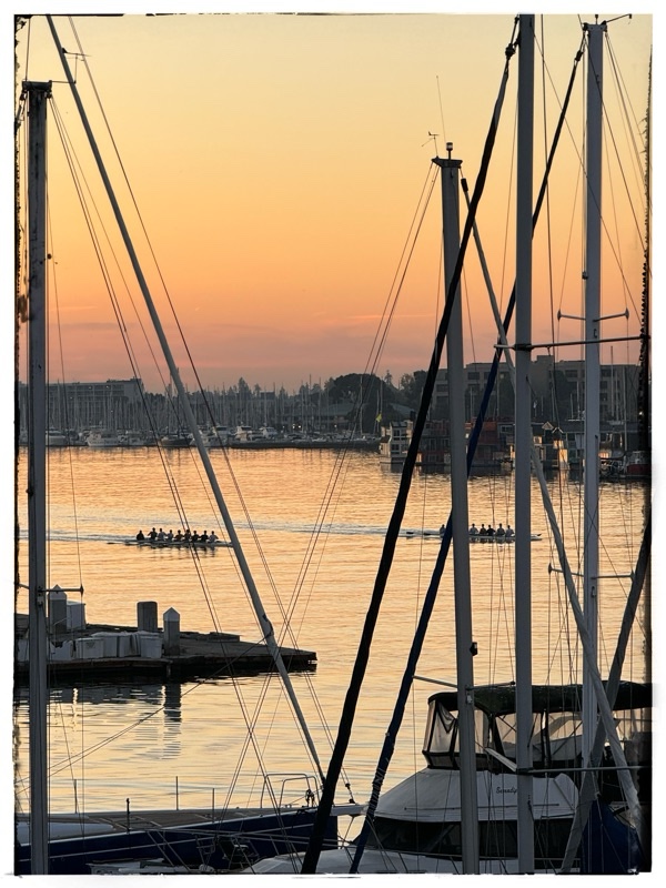Rowers in Oakland harbour 
