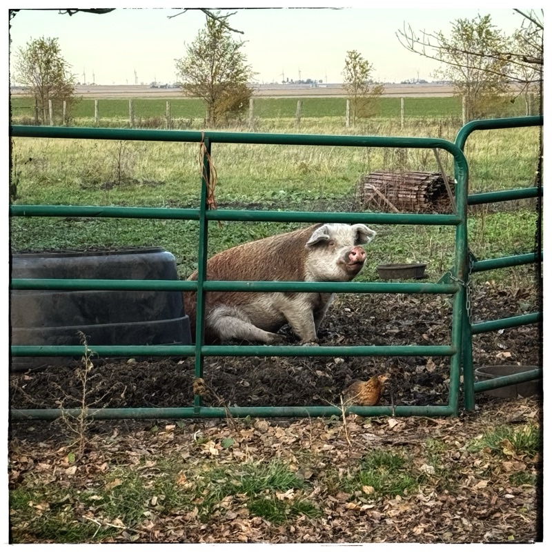 Rescue Hereford hog, FreeBee