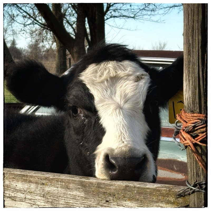 Black calf with white blaze