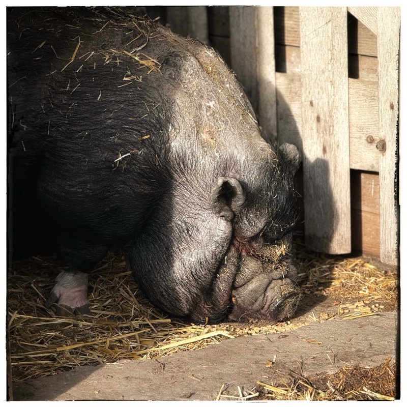Rescue pot belly pig