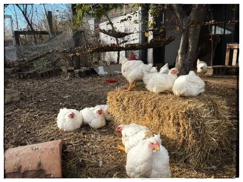 Field raised broilers 