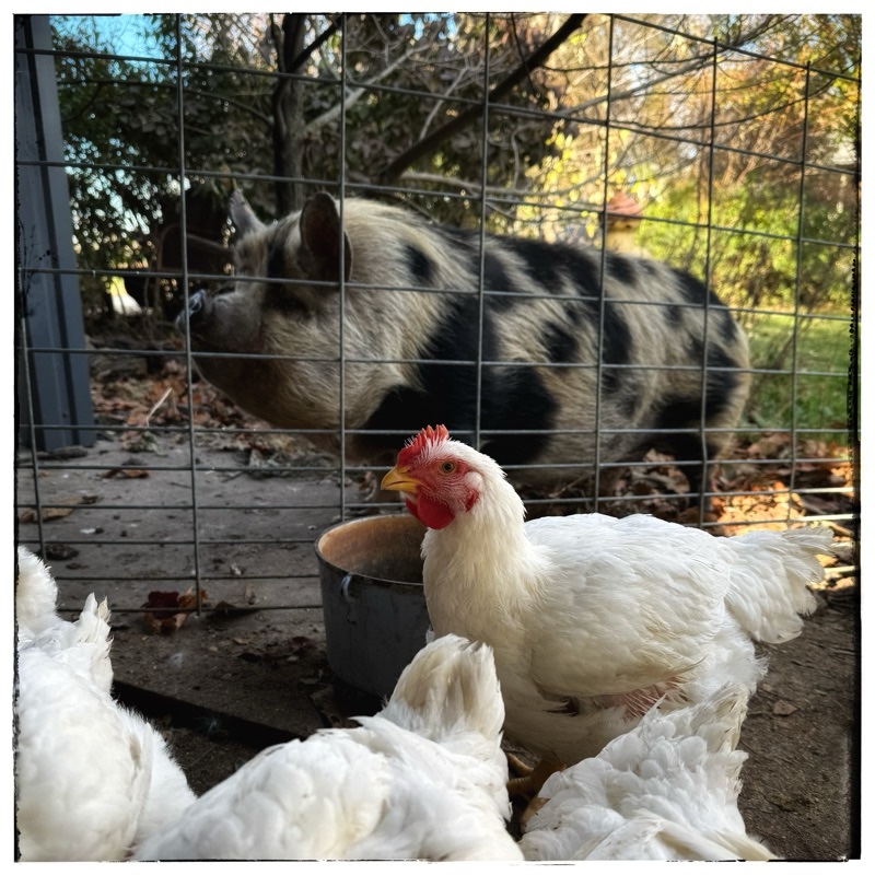 Tima the kune kune with chickens 