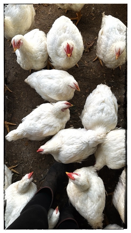 Field raised white chickens - broilers 