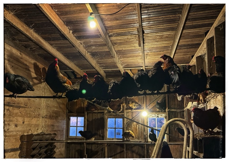 Roosting chickens in chook house 