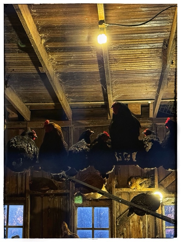 Roosting hens in hen house 