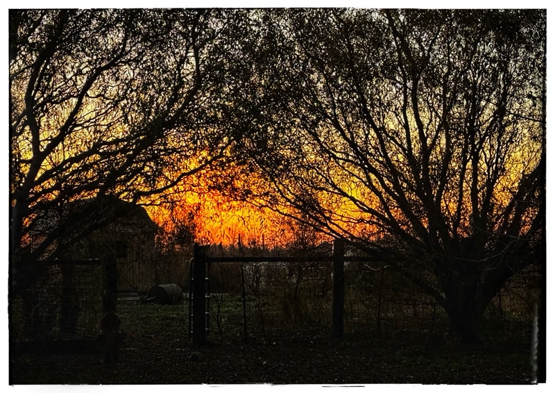 Sunset through twisted willow 