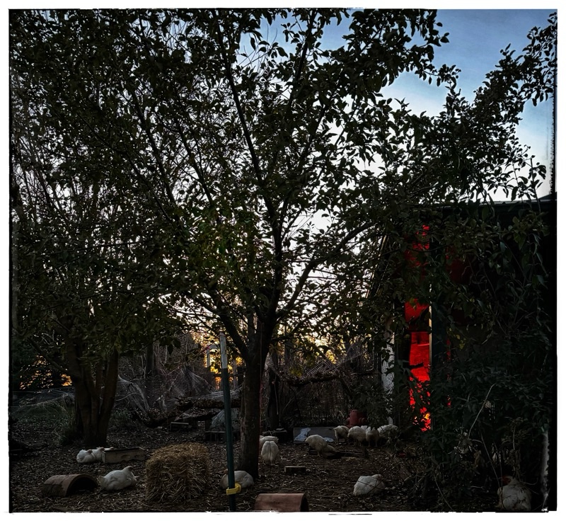 Free range broilers in the sunset light 