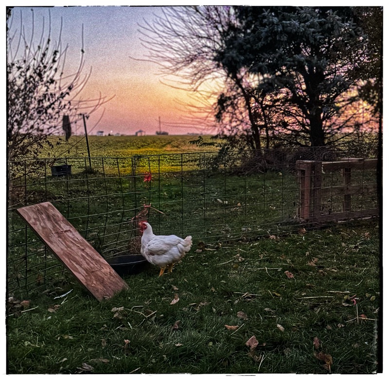 White chicken free range broiler