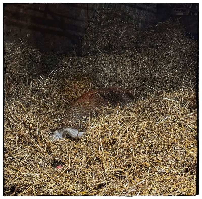 Rescue hog deep in straw at night 