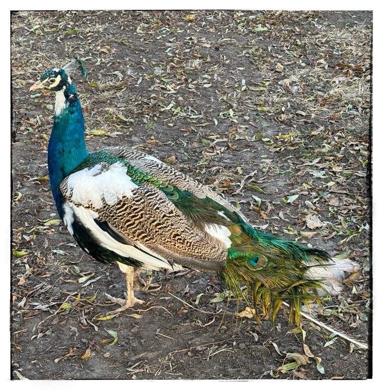 Peacock growing new tail 
