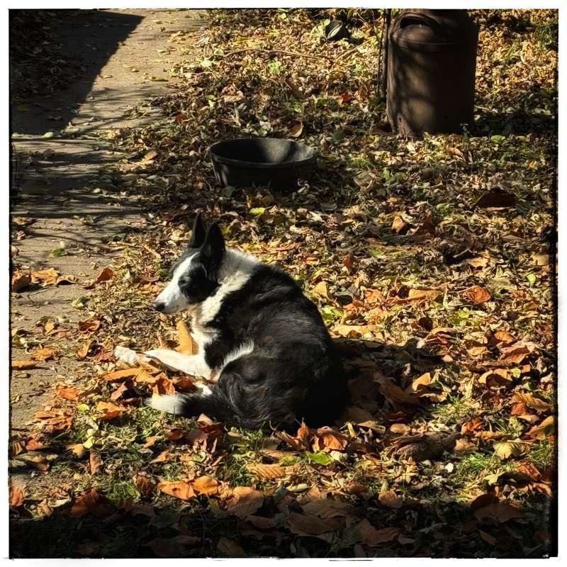 Old border collie. TonTon. 