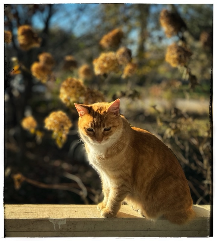 Ginger cat with autumn colours in background 
