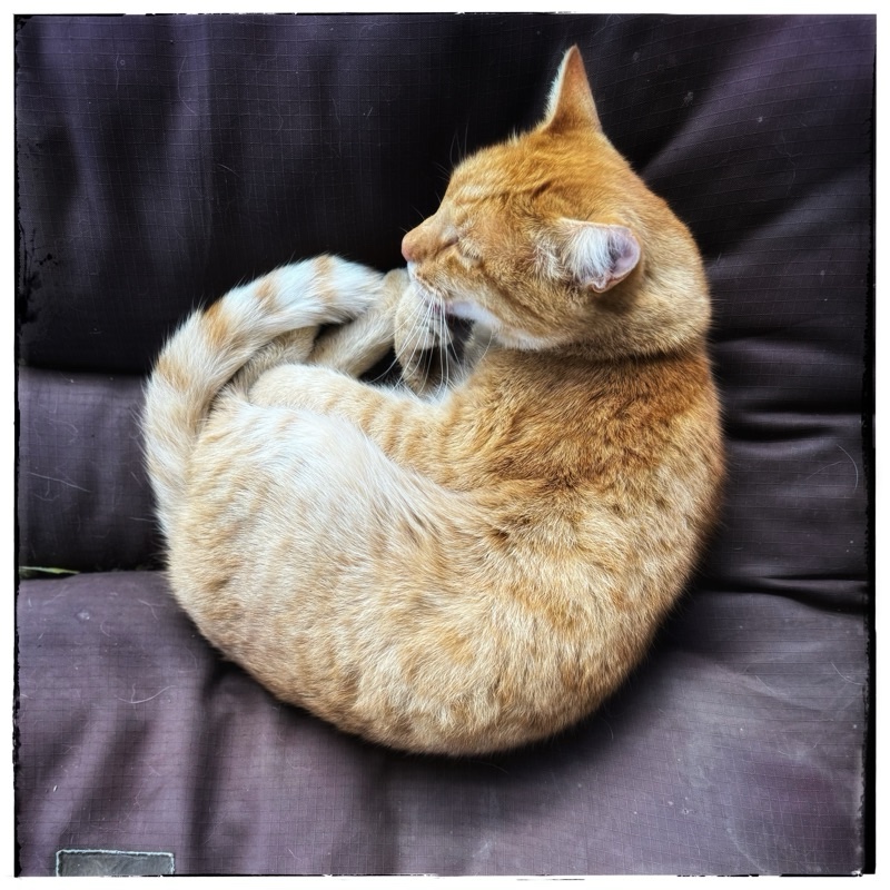 Ginger cat. Orange cat. Marmalade cat. Licking paw.