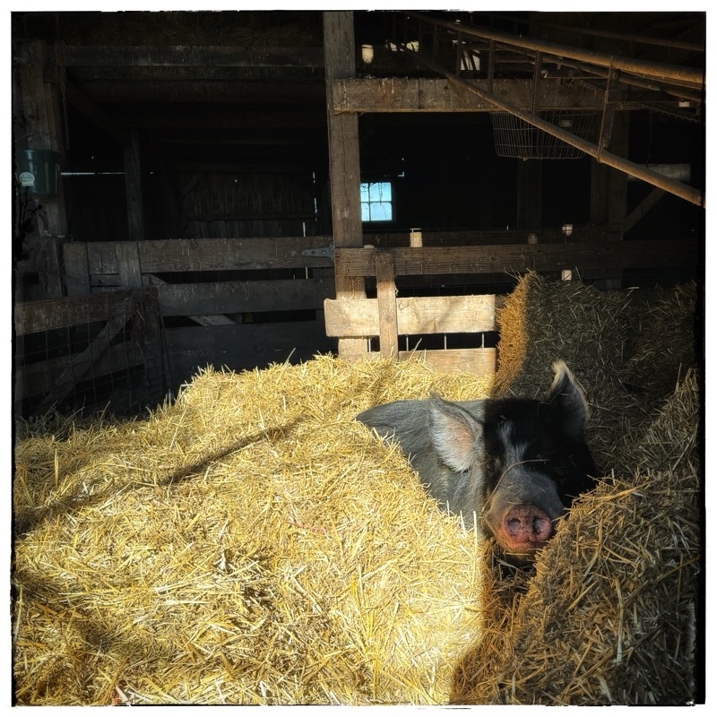 Mature Berkshire hog in deep straw with sunshine 