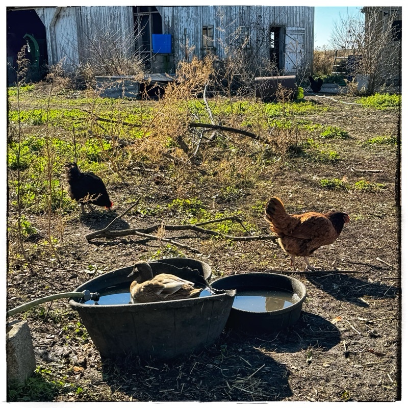 Dick floating in water bowl 