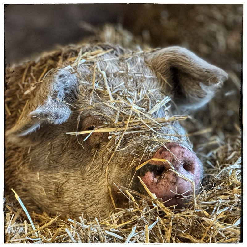 Rescue Hereford hog, FreeBee deep in straw