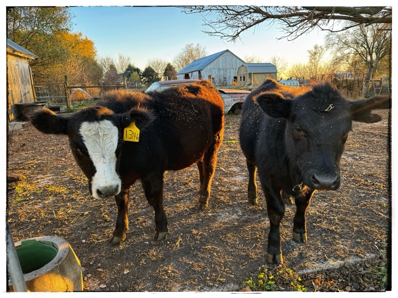 Calves standing in yards 