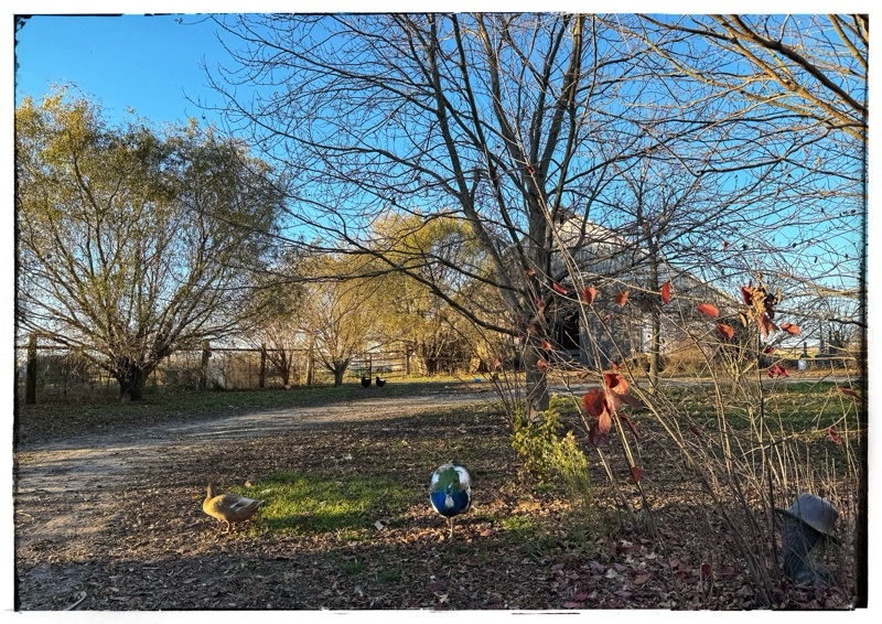 Peacock and friend duck 