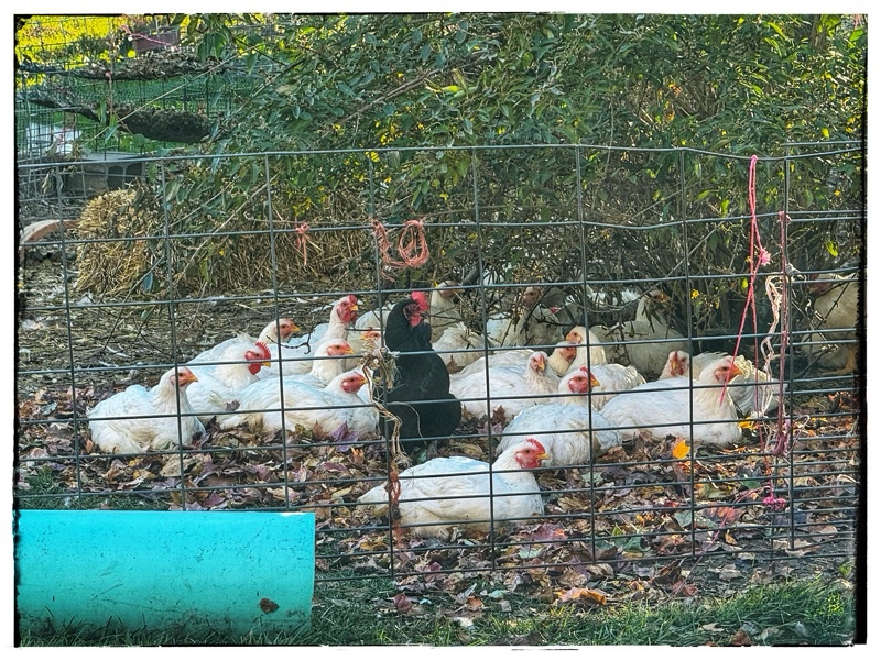 White free range broiler chickens with one black layer hen