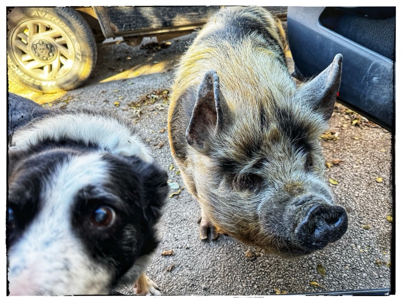 Dog and pig at open car door