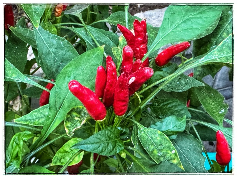 Thai peppers in glasshouse