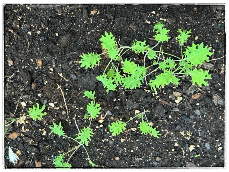 Kale seedlings