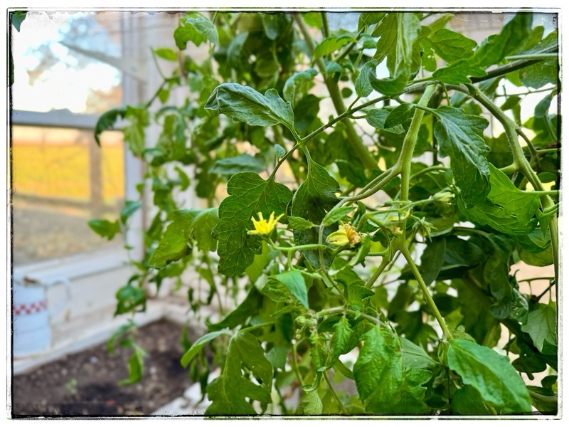 Tomato plant in glasshouse
