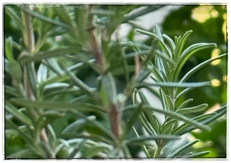 Rosemary growing inside