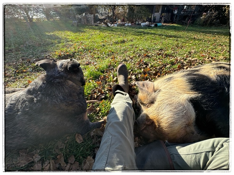 Dog and kunekune sleeping either side of farmers legs 