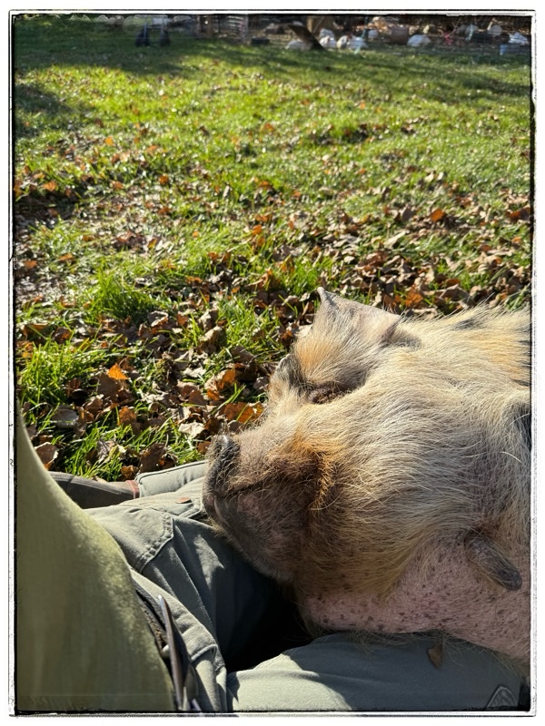 Pig on a persons legs 