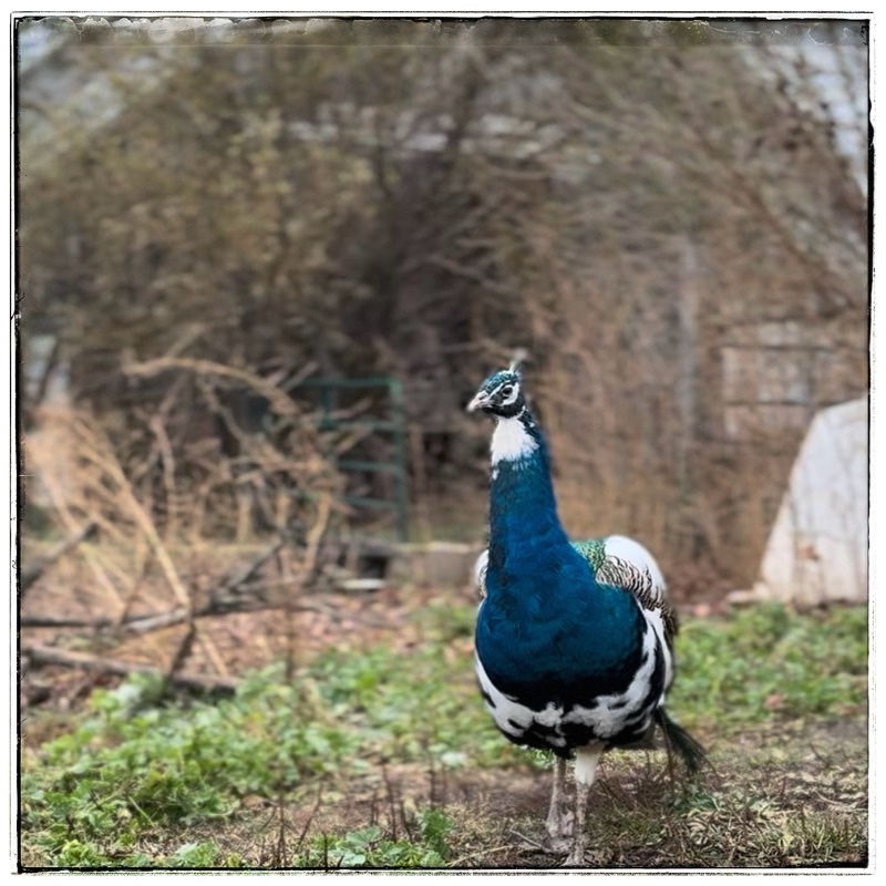 Mr Flowers the peacock