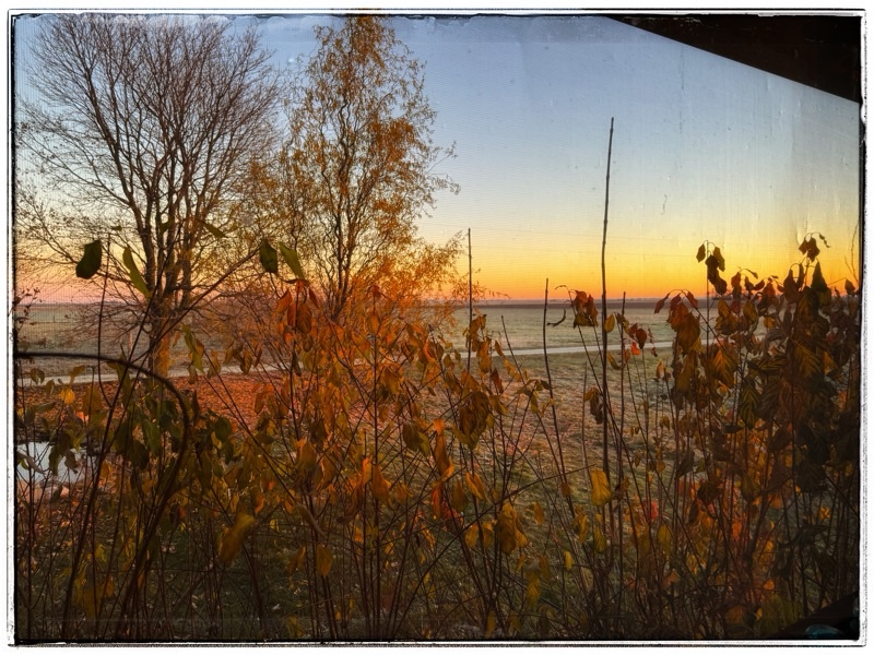 Dawn through red stemmed dogwood