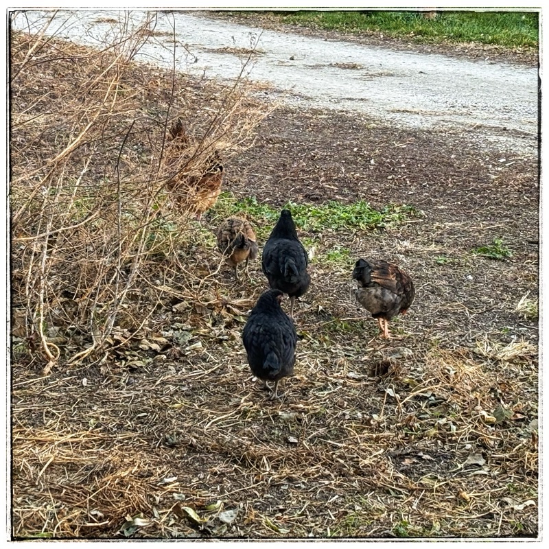 Hen and four chicks 