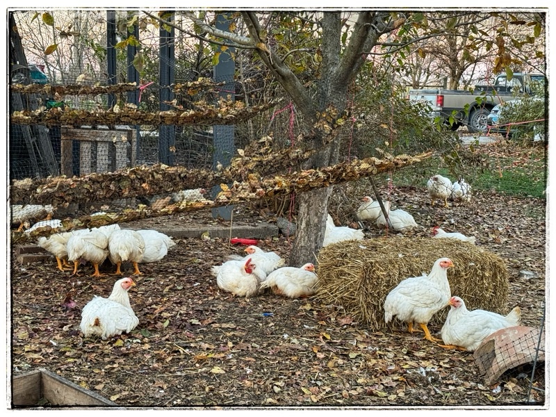 Free range broilers 
