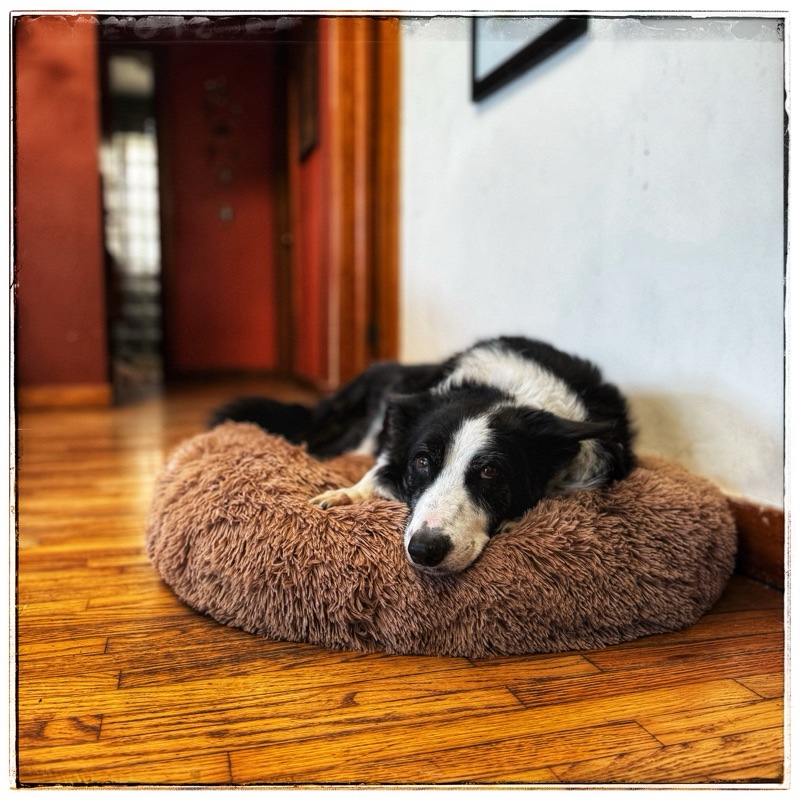 Border collie TonTon