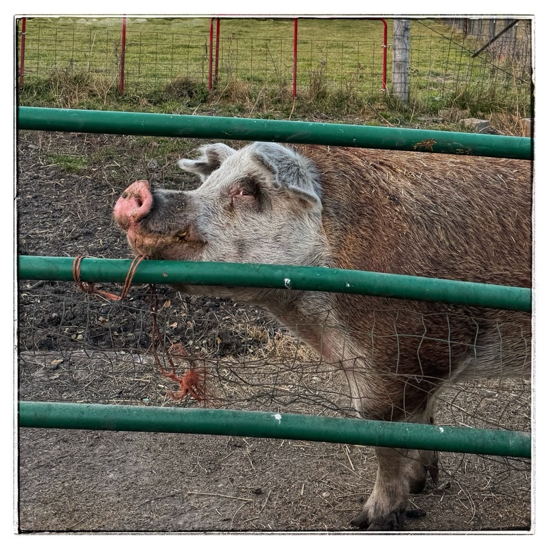 Mature, Hereford, rescue hog, looking through Green gate