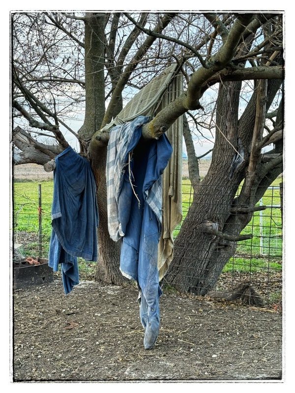 Old blankets hanging in a tree 