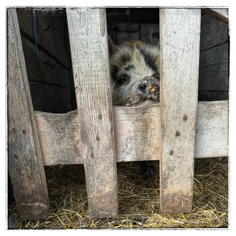 Kunekune pig looking out through the slats of the gate. 
