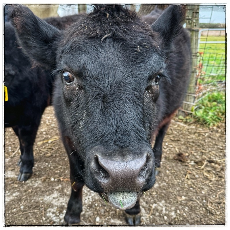 Black calf with black tongue 