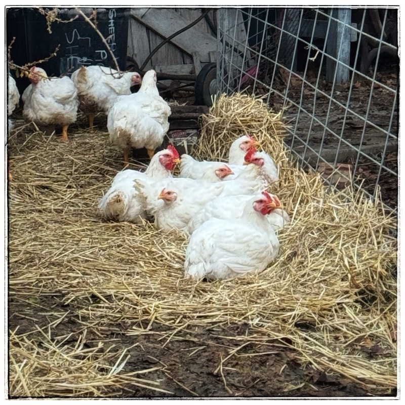 Free range broiler chickens 