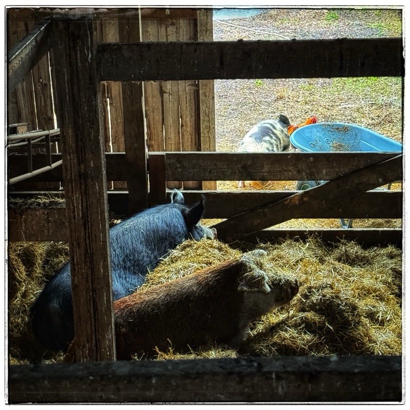 Two mature rescue hogs laying in straw watching kunekune outside 