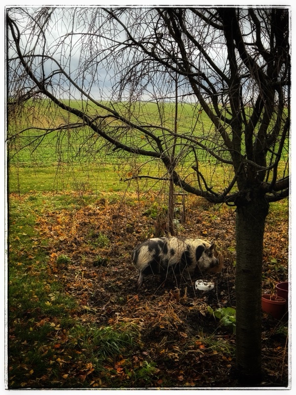 Kunekune pig in autumn garden 