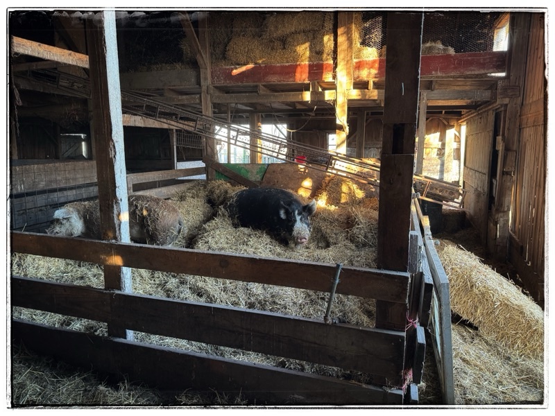 Two hogs in old barn 