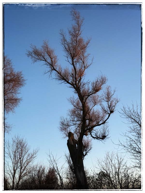 Leafless winter tree against blue sky
